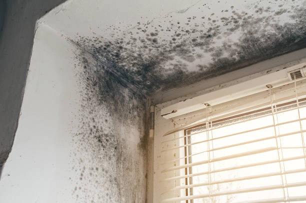 Affordable Attic Mold Remediation solutions in Annapolis, MD